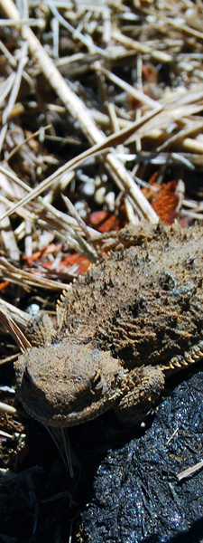 3 inch long Desert Lizard